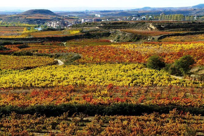 4 Day Basque Country Tour: San Sebastian, Biarritz, Bilbao and Rioja - Rioja in one long day: wineries, wine caves, and the lunch that ties it together
