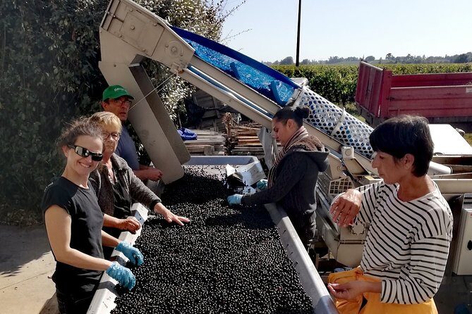 Bordeaux Uncorked: Private Premium Wine Tour from San Sebastian - Point de Vue Puyguilhem: lunch with local French cuisine and wine pairing