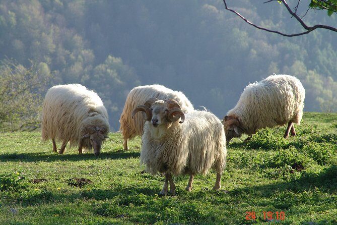 Discover the Art of Idiazabal Cheese in the Basque Country - Price and value for a 6-hour small-group food day