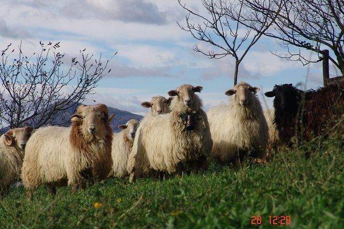 Discover the Art of Idiazabal Cheese in the Basque Country - Who should book this Idiazabal experience