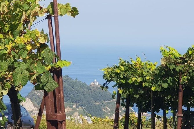 Discover the Essence of Txakoli Wine from San Sebastian - Motion Sickness, Weather, and What to Wear in Basque Country Morning Air