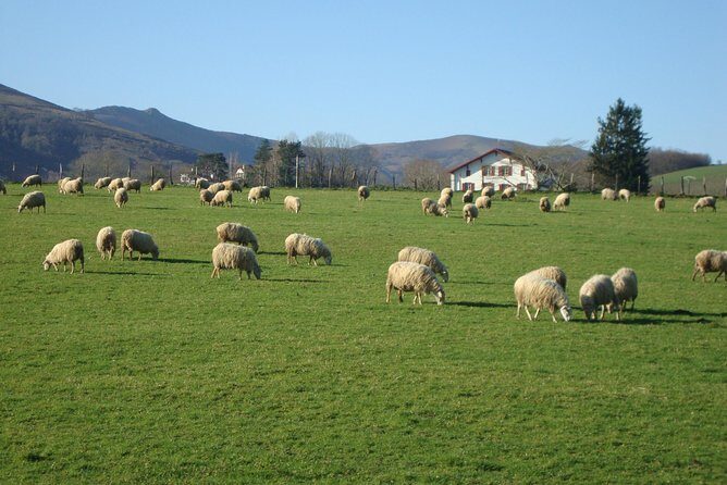 French Basque Countryside Private tour - Why Andoni’s Local Perspective Makes a Difference