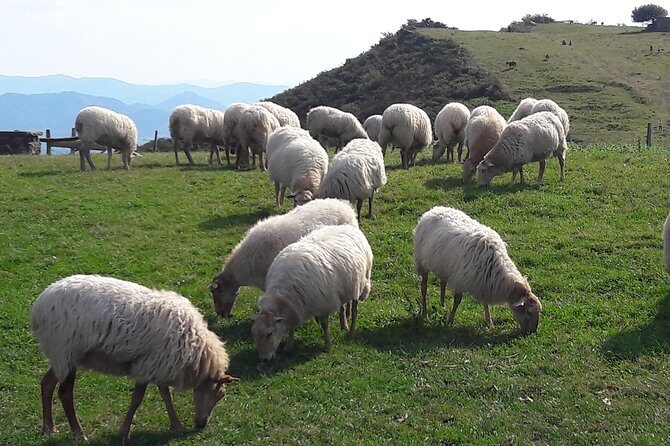 French-Basque Countryside Private tour Discover the hidden beauty of Pyrenees - Quick Hits Before You Go