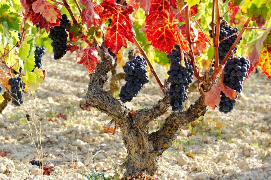 From San Sebastian/Bilbao/Vitoria: La Rioja Wineries Tour - Hotel Pickup in a Private Van: the part you’ll feel all day