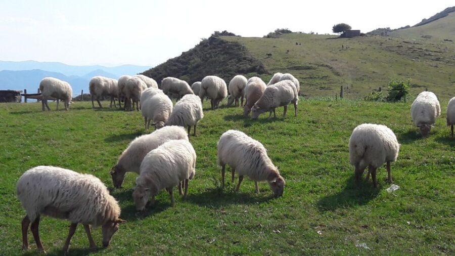 From San Sebastian: French-Basque Countryside Private Tour - Espelette: Labourd houses, dried peppers, and producer tastings