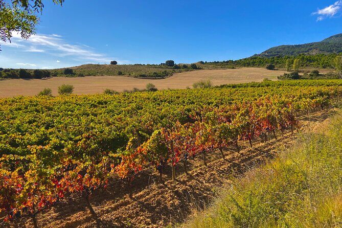 Full-Day Private Wine Tasting Tour in La Rioja with lunch - From San Sebastián to Rioja: The Ride That Sets the Tone