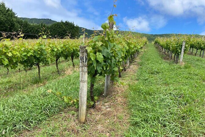 Full-Day Private Wine Tasting Tour in La Rioja with lunch - Wine Stop 3: Another Winery Tasting With 3 High-Quality Wines