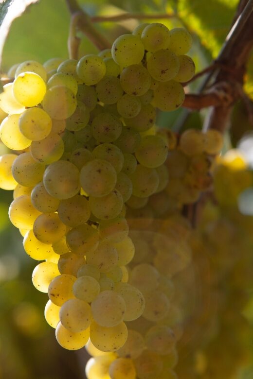 Getaria Txakoli wine tour from San Sebastian - Key Highlights You’ll Care About