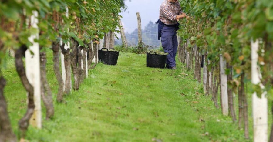 Getaria Txakoli wine tour from San Sebastian - Why This Txakoli Tour Works for First-Timers