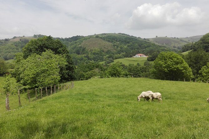 Private Basque Cheese & Txakoli Wine Tour from San Sebastian - Price and value: what $580.92 really buys you