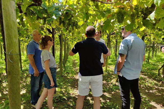 Private Basque Cheese & Txakoli Wine Tour from San Sebastian - What to do (and what to bring) for the best day