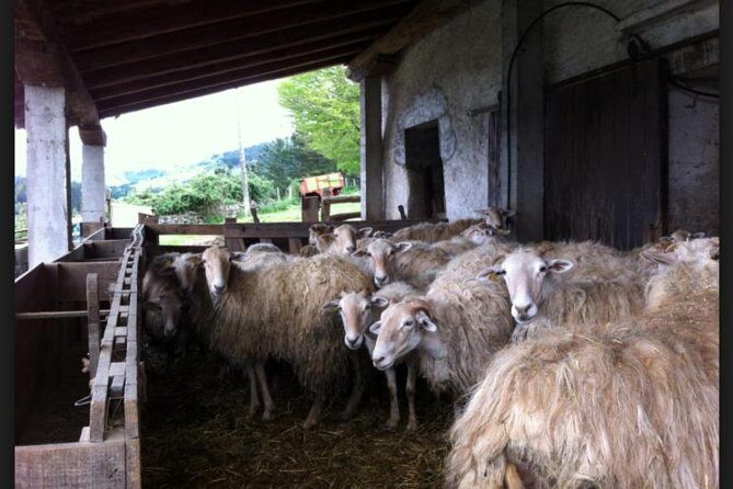 Private Basque Cheese & Txakoli Wine Tour from San Sebastian - Should you book this Basque Cheese and Txakoli tour?