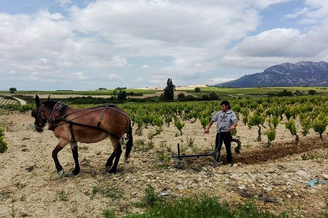 Private Day in Rioja from San Sebastian - Rioja From San Sebastián: What This Private Day Really Feels Like