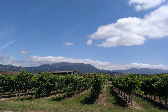 Private Day in Rioja from San Sebastian - Timing, Pickup, and Pacing From 8:00 to the Last Sip