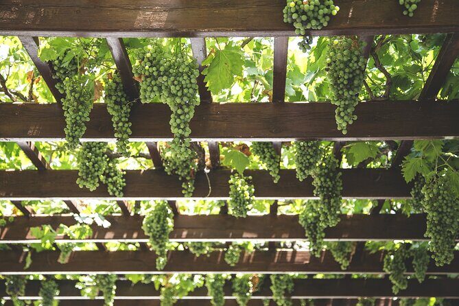 Private Half Day Txakoli Wine Tour & Getaria Fishing Village - Getaria’s medieval lanes and fishermen’s houses