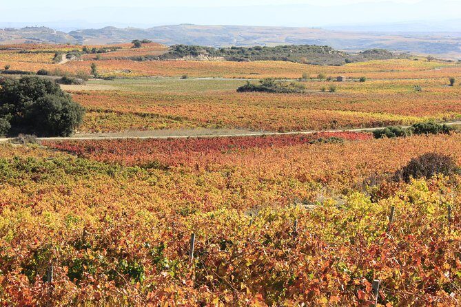Private Rioja Wine Tasting Tour from San Sebastian - The Frank Gehry Architecture Moment