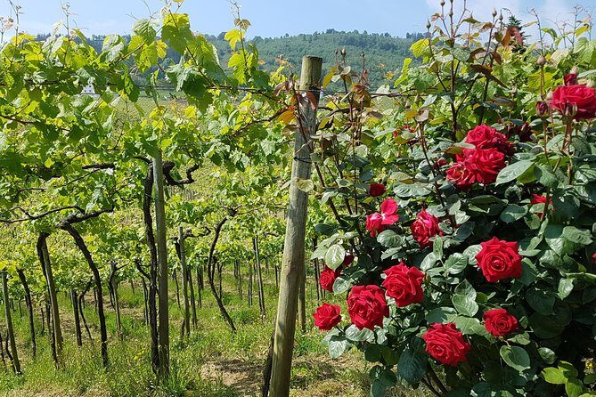 Private Txakoli Wine Tour through the Coast from San Sebastian - Why Txakoli by the Sea Is a Different Kind of Wine Day