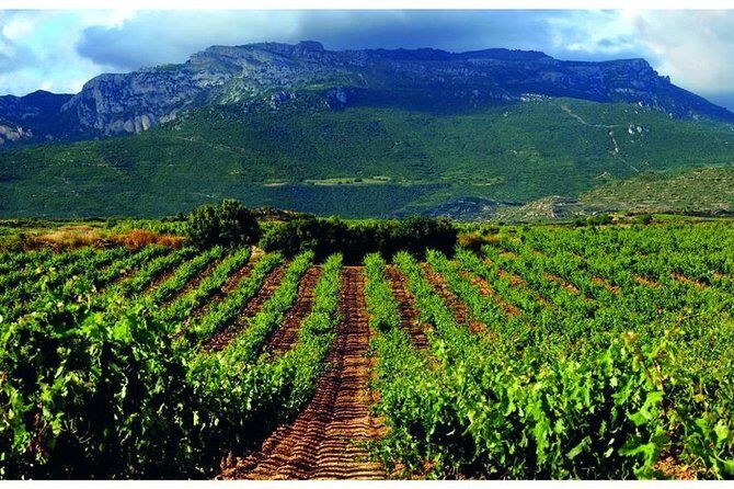 Rioja Alavesa Wineries and Medieval Villages Day Trip - How the Winery Stops Usually Play Out (3 to 4 Tastings)