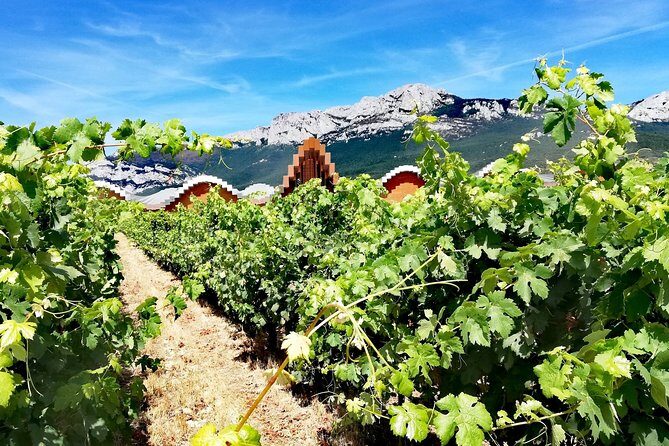 Rioja Uncorked: Private Wine Experience from San Sebastián - Logistics That Help You Enjoy the Day