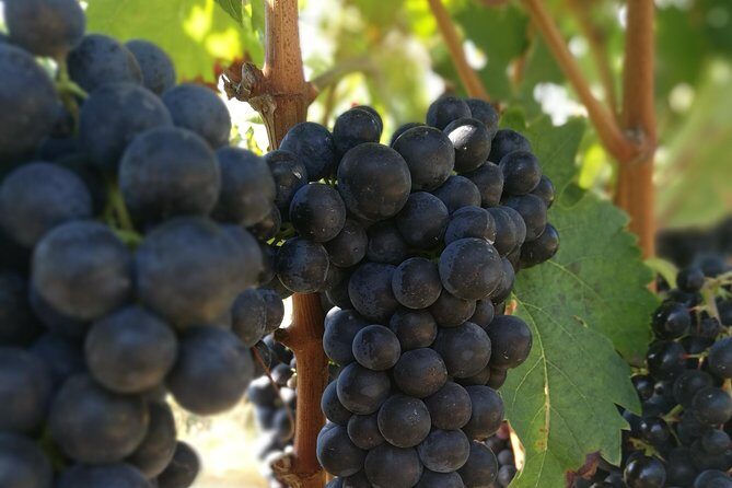 Rioja Wine Private Tour from San Sebastian - How the Tastings Are Set Up (and How to Get the Most From Them)