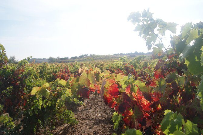 Rioja Wine Tour: Winery, Tasting & Lunch from San Sebastian - Getting there: hotel pickup, group size, and what the day feels like