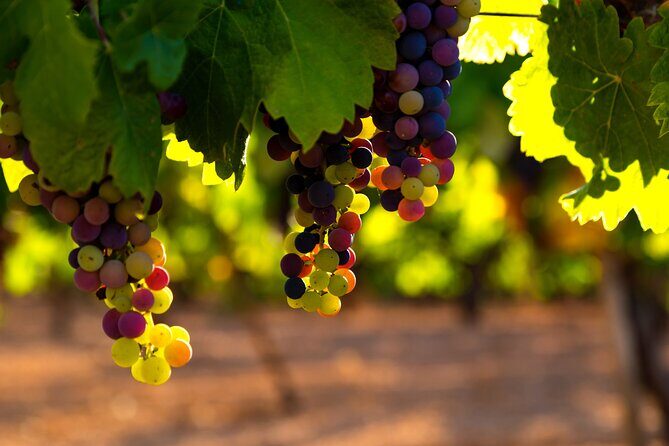 The Real Rioja Explore Tour - Private experience - Elciego and Marques de Riscal: Frank Gehry architecture plus a vino tinto tasting